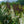 Load image into Gallery viewer, White Profusion Butterfly Bush