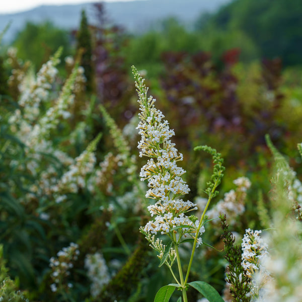 White Profusion Butterfly Bush