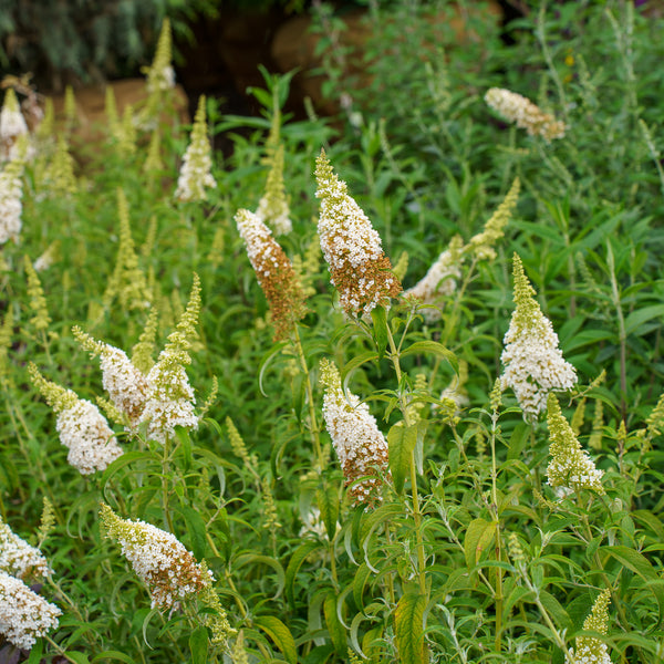 White Profusion Butterfly Bush