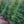 Load image into Gallery viewer, White Spruce - Spruce - Conifers