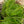 Load image into Gallery viewer, Albostriata Japanese Forest Grass