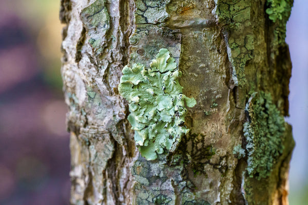 White Swamp Oak - Oak - Shade Trees