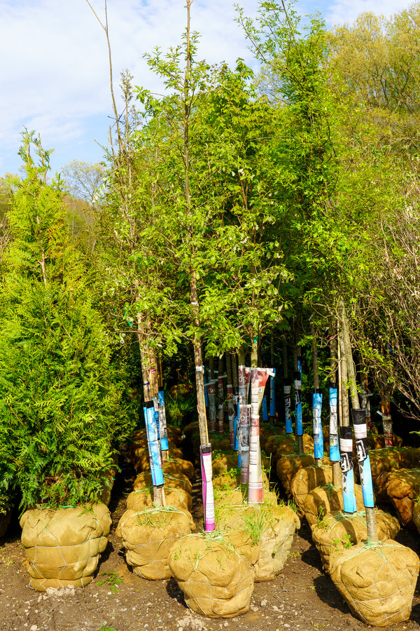 White Swamp Oak - Oak - Shade Trees