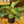 Load image into Gallery viewer, Birkin Philodendron