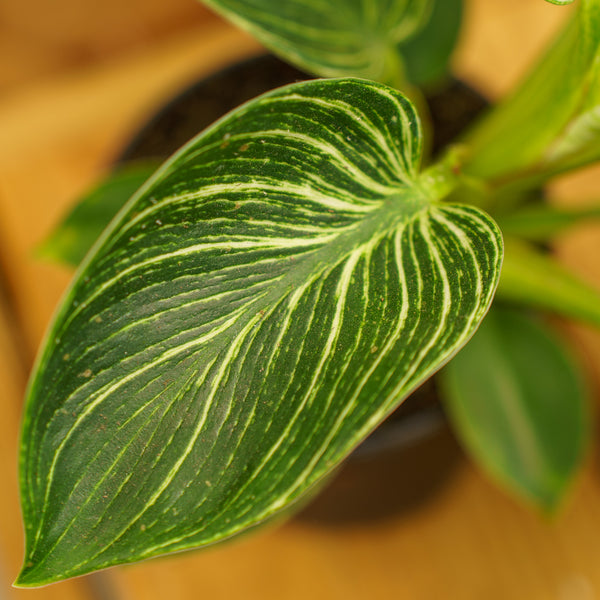 Birkin Philodendron