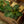 Load image into Gallery viewer, Birkin Philodendron