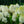 Load image into Gallery viewer, White Wedding Hydrangea - Hydrangea - Shrubs