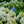 Load image into Gallery viewer, White Wedding Hydrangea - Hydrangea - Shrubs