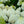 Load image into Gallery viewer, White Wedding Hydrangea - Hydrangea - Shrubs