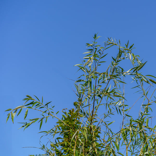 Golden Weeping Willow