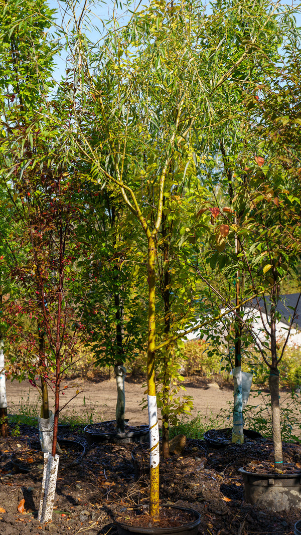 Golden Weeping Willow