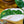 Load image into Gallery viewer, White Wizard Philodendron - Philodendron - Houseplants