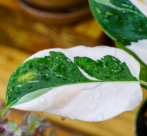 White Wizard Philodendron - Philodendron - Houseplants