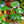Load image into Gallery viewer, White Wizard Philodendron - Philodendron - Houseplants