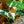 Load image into Gallery viewer, White Wizard Philodendron - Philodendron - Houseplants