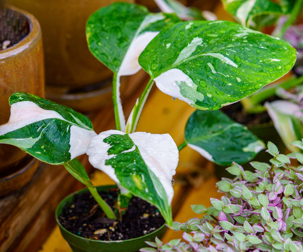 White Wizard Philodendron - Philodendron - Houseplants
