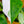 Load image into Gallery viewer, White Wizard Philodendron - Philodendron - Houseplants