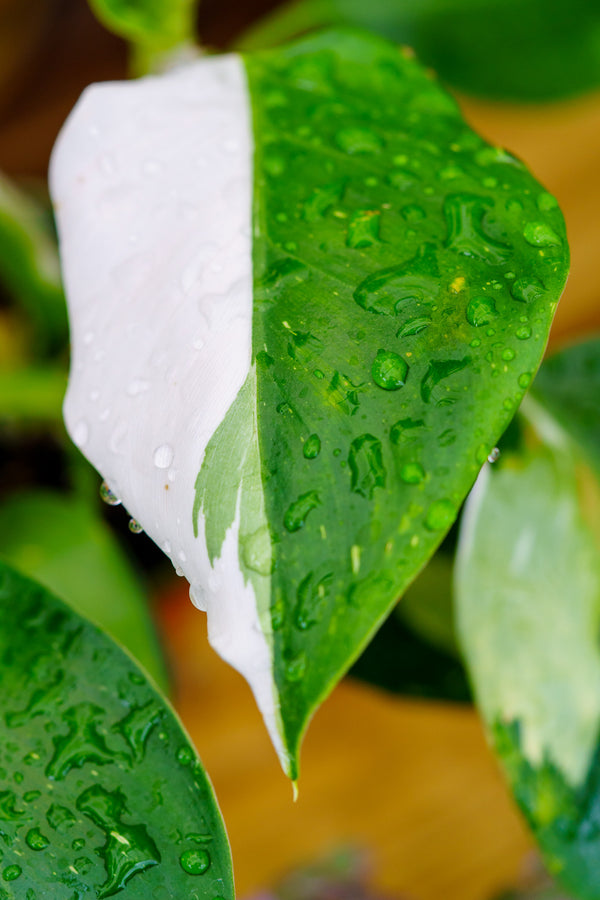 White Wizard Philodendron - Philodendron - Houseplants