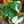 Load image into Gallery viewer, White Wizard Philodendron - Philodendron - Houseplants