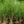 Load image into Gallery viewer, Himalayan Birch