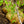 Load image into Gallery viewer, Whitebarked Himalayan Birch - Birch - Shade Trees