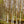 Load image into Gallery viewer, Whitebarked Himalayan Birch - Birch - Shade Trees