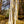 Load image into Gallery viewer, Whitebarked Himalayan Birch - Birch - Shade Trees