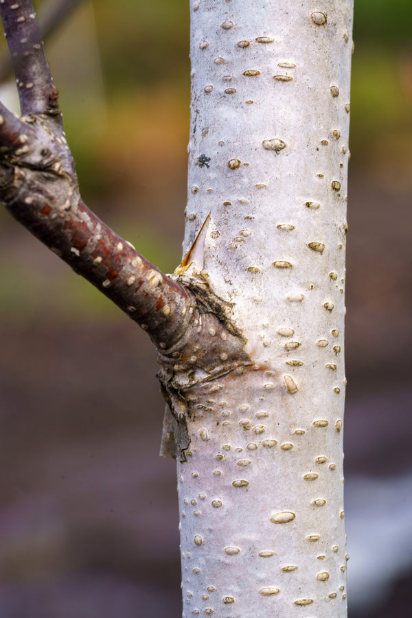 Whitebarked Himalayan Birch - Birch - Shade Trees