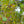 Load image into Gallery viewer, Himalayan Birch
