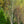 Load image into Gallery viewer, Himalayan Birch