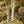 Load image into Gallery viewer, Himalayan Birch