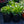 Load image into Gallery viewer, Whitecap Shasta Daisy