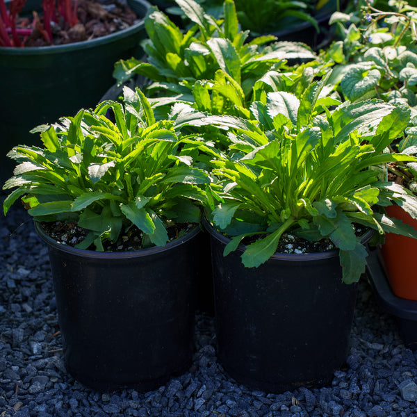 Whitecap Shasta Daisy