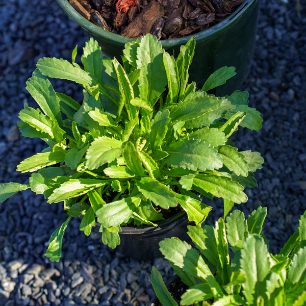 Whitecap Shasta Daisy