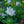 Load image into Gallery viewer, Whitecaps Stokes' Aster