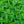 Load image into Gallery viewer, Wild Bergamot