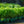 Load image into Gallery viewer, Wild Bergamot