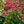 Load image into Gallery viewer, PowWow Wild Berry Coneflower