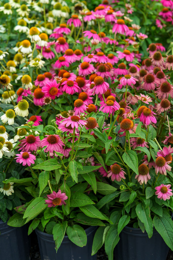 PowWow Wild Berry Coneflower