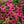 Load image into Gallery viewer, PowWow Wild Berry Coneflower
