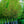 Load image into Gallery viewer, Wild Fire Black Tupelo - Tupelo - Shade Trees