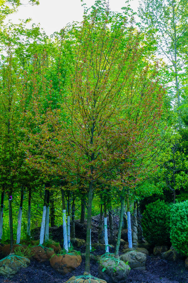 Wild Fire Black Tupelo - Tupelo - Shade Trees