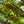 Load image into Gallery viewer, Wild Fire Black Tupelo - Tupelo - Shade Trees