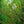 Load image into Gallery viewer, Wild Fire Black Tupelo - Tupelo - Shade Trees