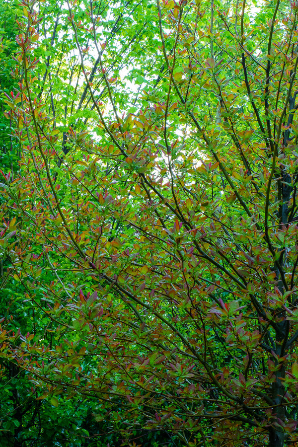 Wild Fire Black Tupelo - Tupelo - Shade Trees
