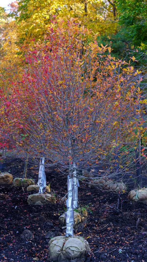 Wildfire Black Gum