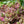 Load image into Gallery viewer, Wildfire Stonecrop