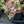 Load image into Gallery viewer, Wildfire Stonecrop