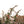 Load image into Gallery viewer, William Penn Barberry - Barberry - Shrubs
