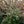 Load image into Gallery viewer, William Penn Barberry - Barberry - Shrubs